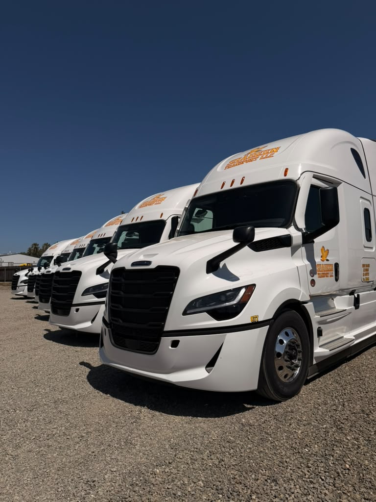 Shaheen Transport white Freightliner trucks lined up at the company yard