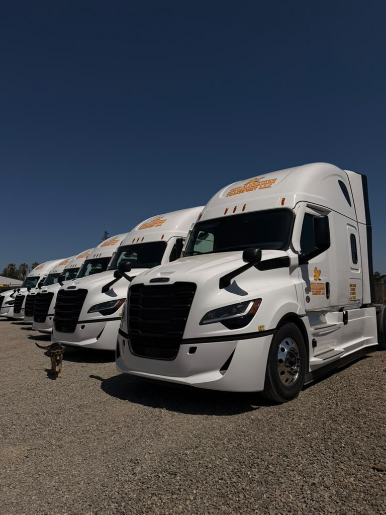 Shaheen Transport white Freightliner fleet lined up at the company yard